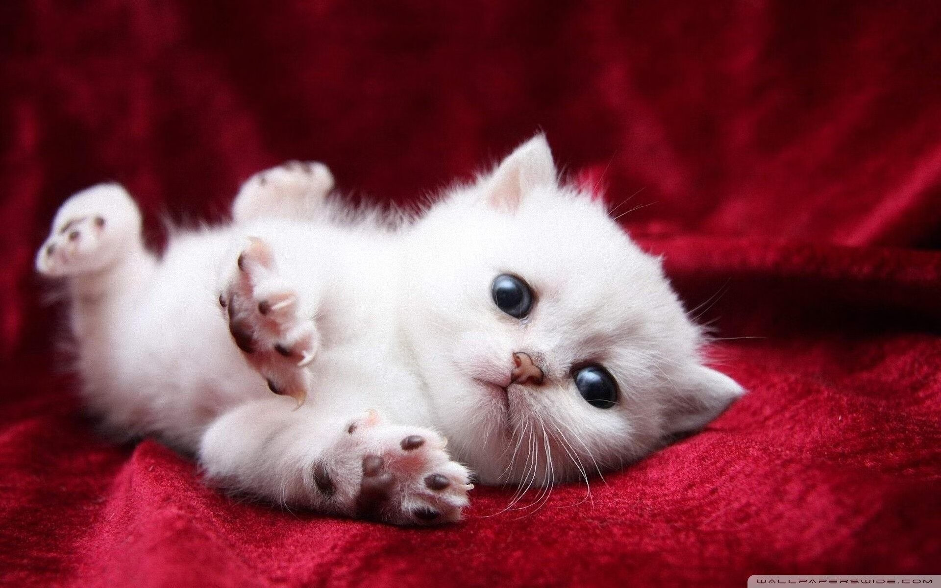 AYX体育-CBA联盟建立裁判评估反馈机制，cba的裁判水平怎样