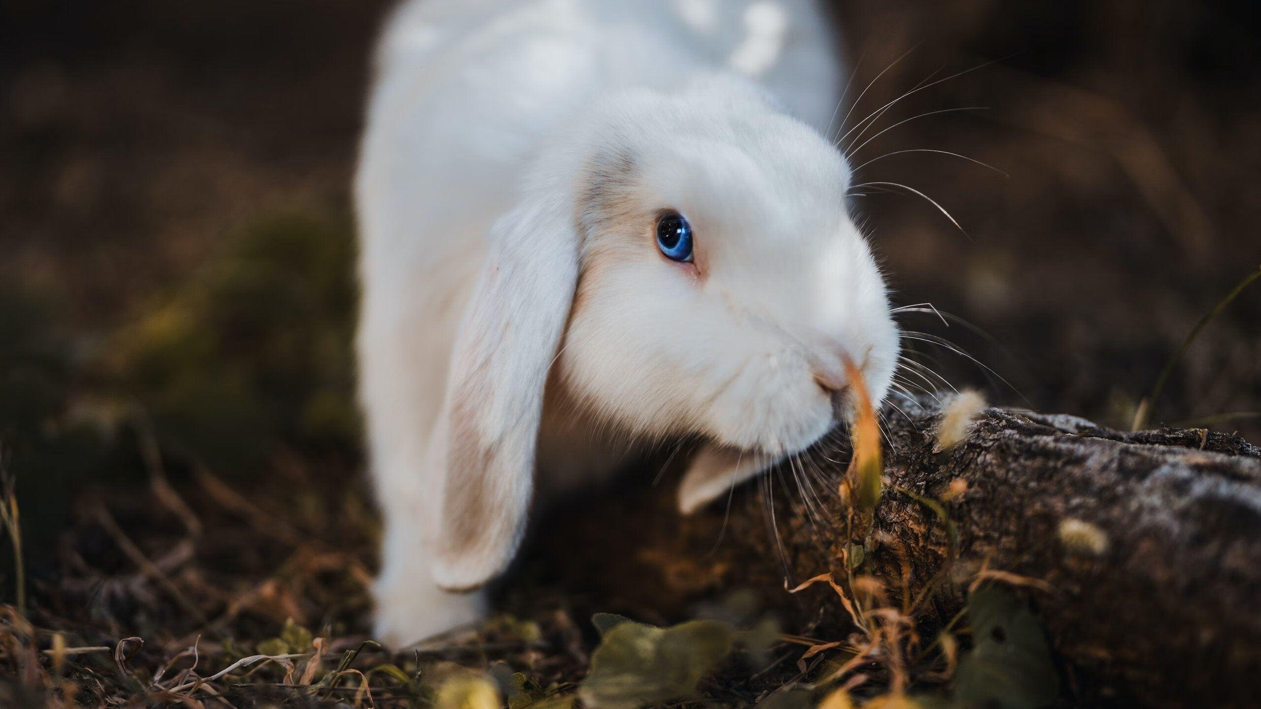 体测标准调整优化运动员选拔体系，运动员体测是什么意思