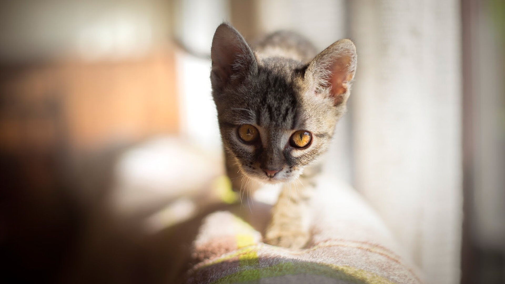 爱游戏下载-体育新闻中心上线智能体育赛事直播管理平台，体育新闻官网