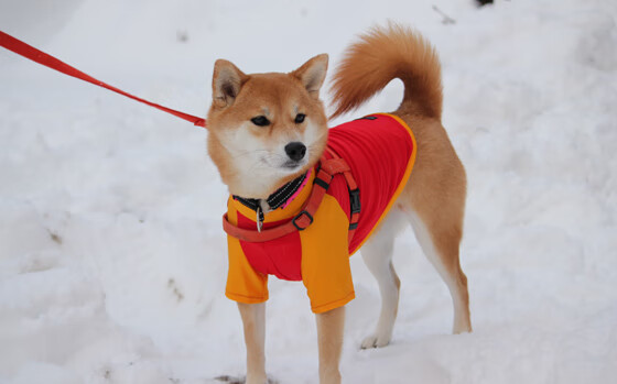 -体育明星文创品牌亮相国际展会，体育明星文创品牌亮相国际展会图片