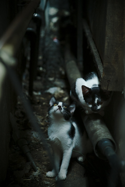 俱乐部转会制度未防范短期利益驱动