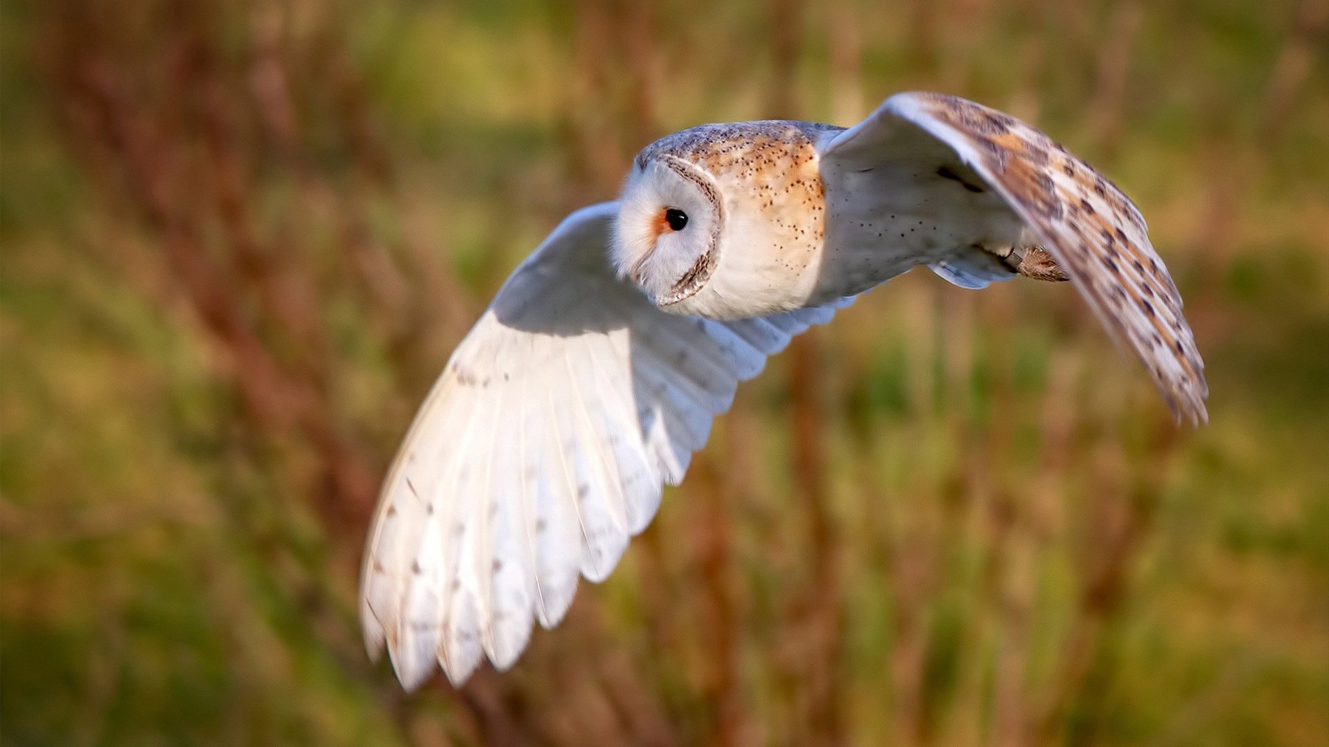 城市马拉松环保成绩纳入主办方考核，城市马拉松方案