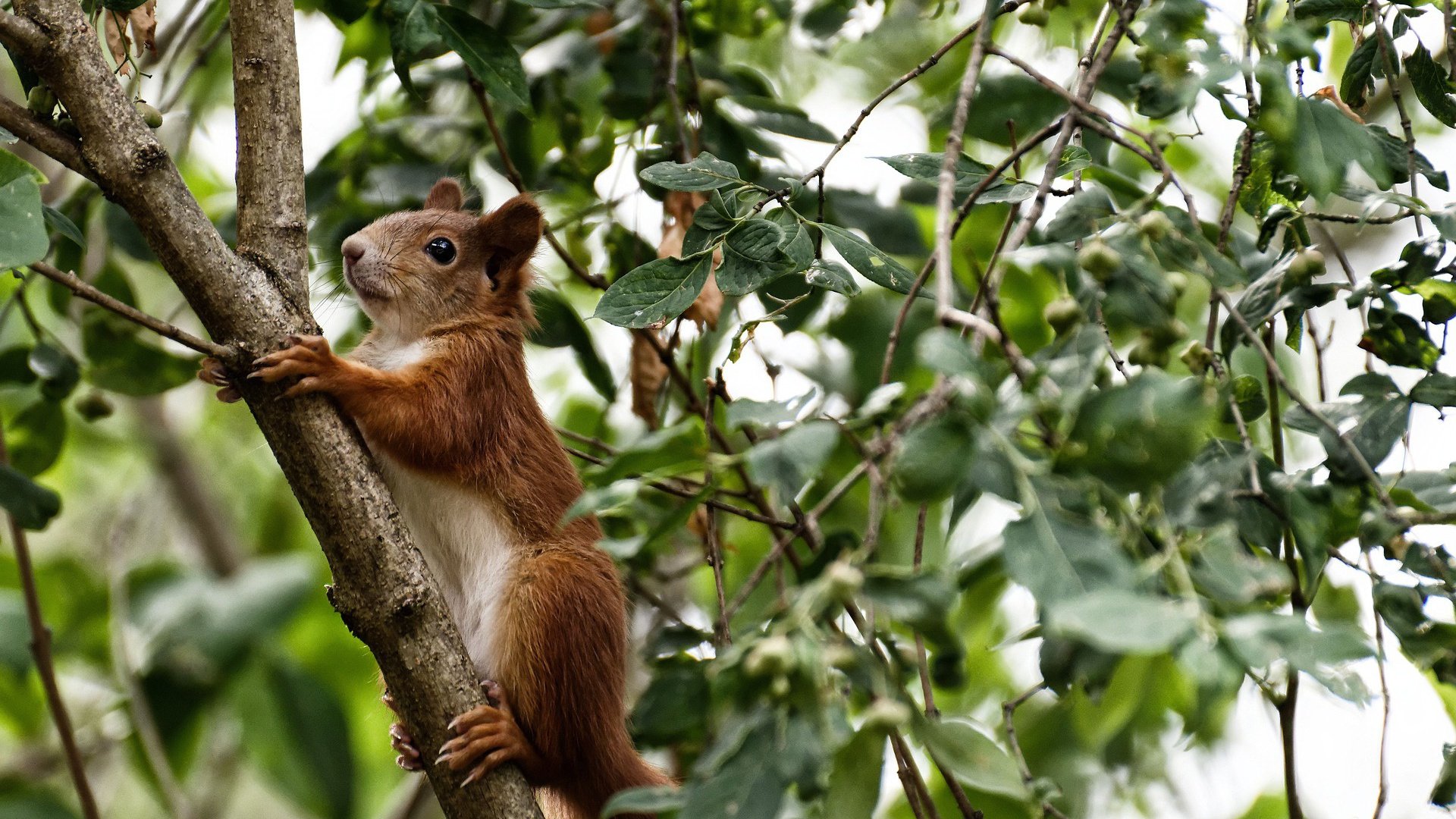 伊利亚·哈伦全程保持强劲节奏,伊利哈德