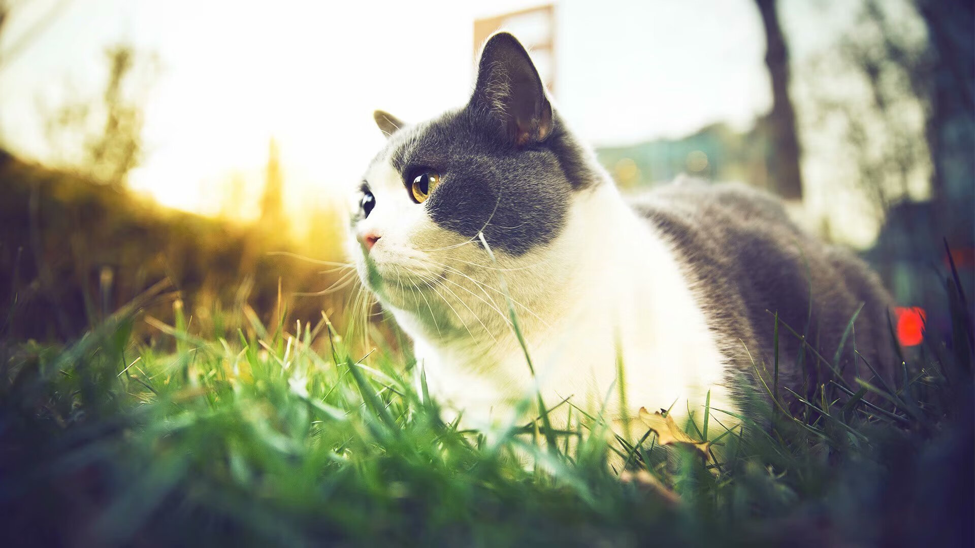 爱游戏 电竞-国际足球裁判引入虚拟裁判系统，确保每场比赛公平公正，国际级裁判足球