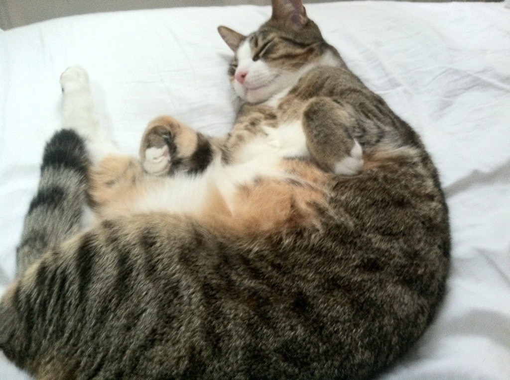 -巴特尔在比赛中的出色防守反击，帮助袋鼠队从困境中逆转，巴特尔会扣篮吗