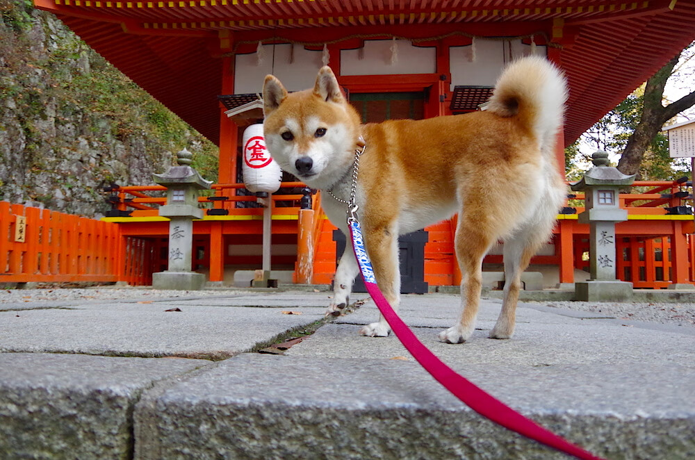 巴特尔在比赛中的出色防守反击,帮助袋鼠队从困境中逆转,巴特尔会扣篮吗