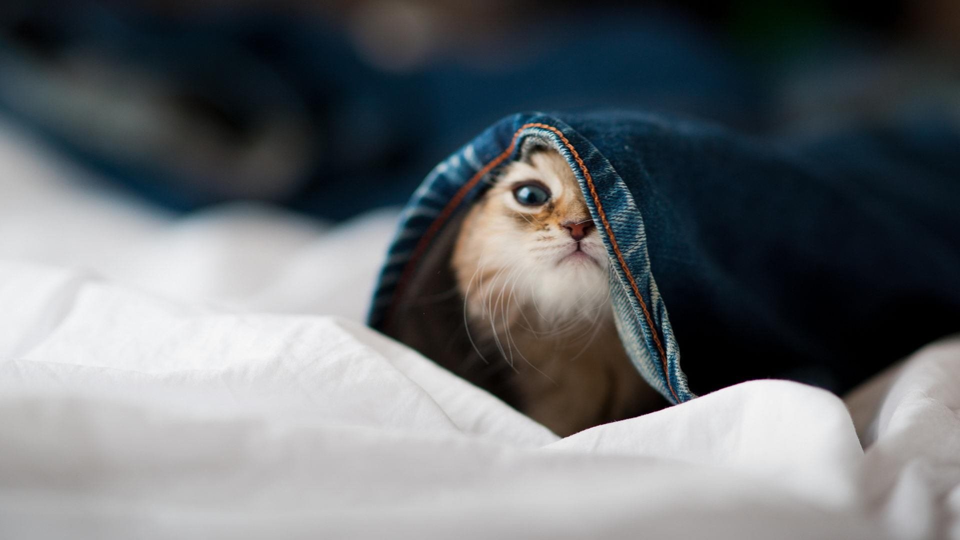 爱游戏体育官方网站-法国混合4×100米自由泳决赛稳步提升，4×200米自由泳决赛