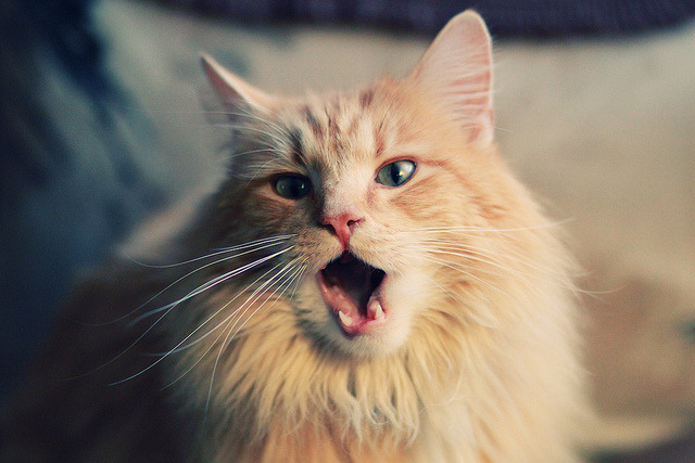 爱游戏平台-火箭全员通过新一轮体测展现良好竞技状态，火箭队试训