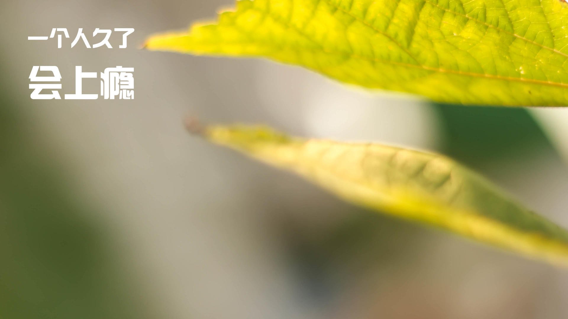 英超火热争冠:激烈拼搏演绎足球经典,英超足球视频